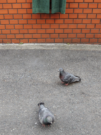 hato02.JPG